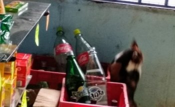 Acuario Beto Morenera