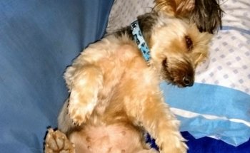 Acuario Beto Morenera