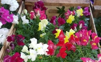 Semilleria CUA - CUA