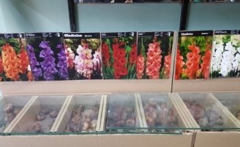 Semilleria CUA - CUA