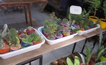 Semilleria CUA - CUA