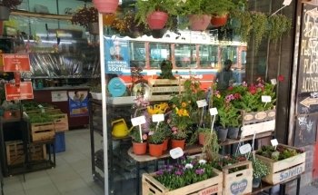 Semilleria CUA - CUA