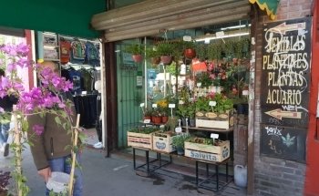 Semilleria CUA - CUA