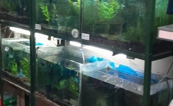 Tienda de Mascotas El Tulipán. Peluquería Canina. Acuario