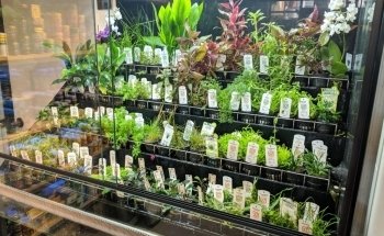 Kaminature - Jardines verticales, acuarios y césped artificial