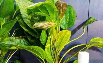 Kaminature - Jardines verticales, acuarios y césped artificial