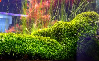 Kaminature - Jardines verticales, acuarios y césped artificial