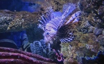 Sea Life Blankenberge