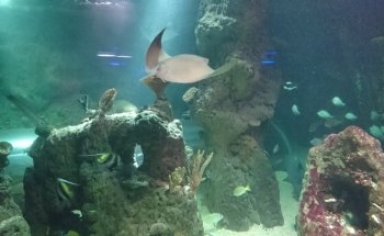Sea Life Blankenberge