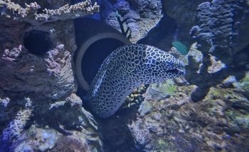 Sea Life Blankenberge