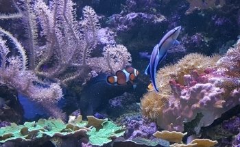 Sea Life Blankenberge
