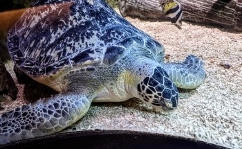 Sea Life Blankenberge
