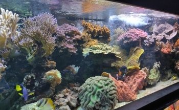 Aquarium-Museum of Liège