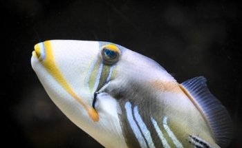 Aquarium-Museum of Liège
