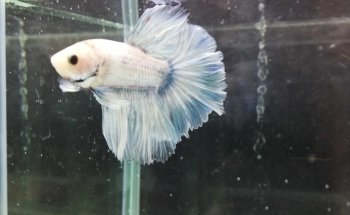 Aqua Service - Aquarium Store