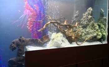 Aqua Service - Aquarium Store