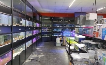 Aquarium del Ges