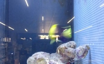 Aquarium del Ges