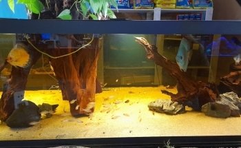 Aquarium del Ges
