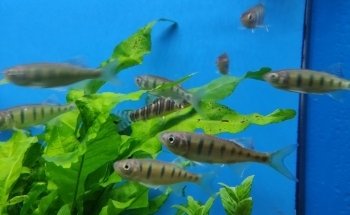 Geelse Aquarium Specialist