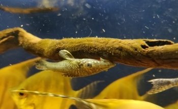 Geelse Aquarium Specialist
