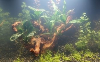 Geelse Aquarium Specialist