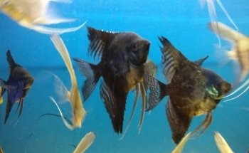 Geelse Aquarium Specialist