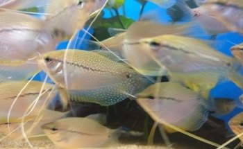 Geelse Aquarium Specialist