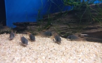 Geelse Aquarium Specialist