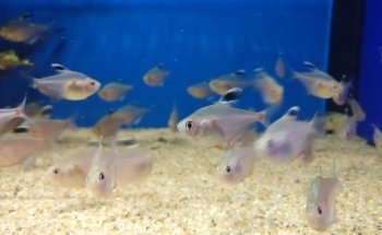 Geelse Aquarium Specialist