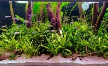 Geelse Aquarium Specialist