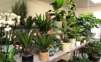 Tuincentrum Berden