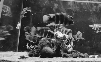 Locafish Aquarium