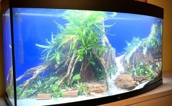 Aquascaping Charleroi UNIQUEMENT SUR RENDEZ-VOUS ou prévenir 30 min avant.