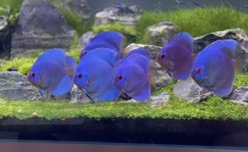 Aquascaping Charleroi UNIQUEMENT SUR RENDEZ-VOUS ou prévenir 30 min avant.