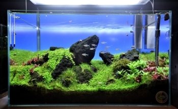 Aquascaping Charleroi SOLO CON CITA PREVIA o avisar 30 minutos antes.