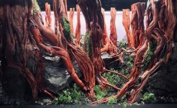 Aquascaping Charleroi UNIQUEMENT SUR RENDEZ-VOUS ou prévenir 30 min avant.