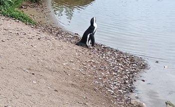 Château de Cambron (Aquarium)