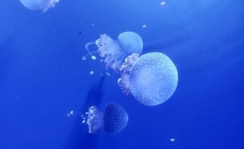 Château de Cambron (Aquarium)