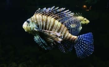 Château de Cambron (Aquarium)