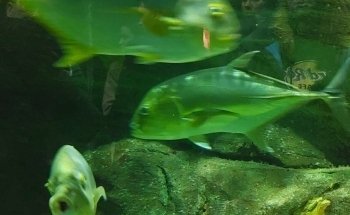 Château de Cambron (Aquarium)