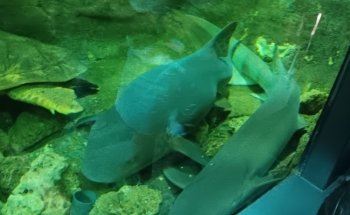 Château de Cambron (Aquarium)