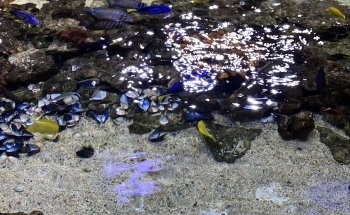 Château de Cambron (Aquarium)