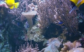 Acuario Château de Cambron