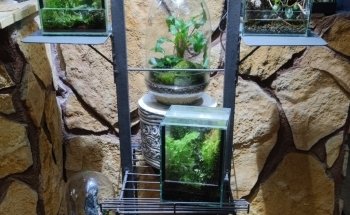 Fauna Flor (La casa de los peces)