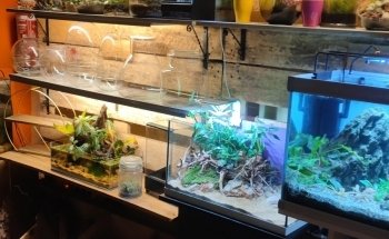 Fauna Flor (La casa de los peces)
