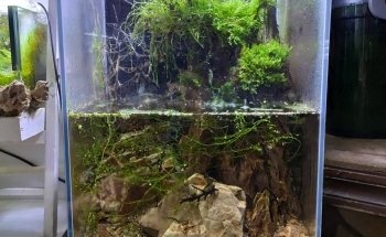 Fauna Flor (La casa de los peces)