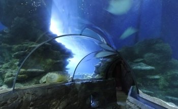 SEA LIFE London Aquarium
