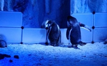 SEA LIFE London Aquarium