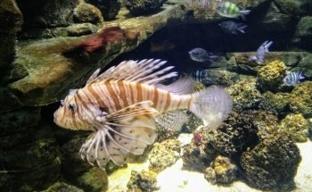 SEA LIFE London Aquarium